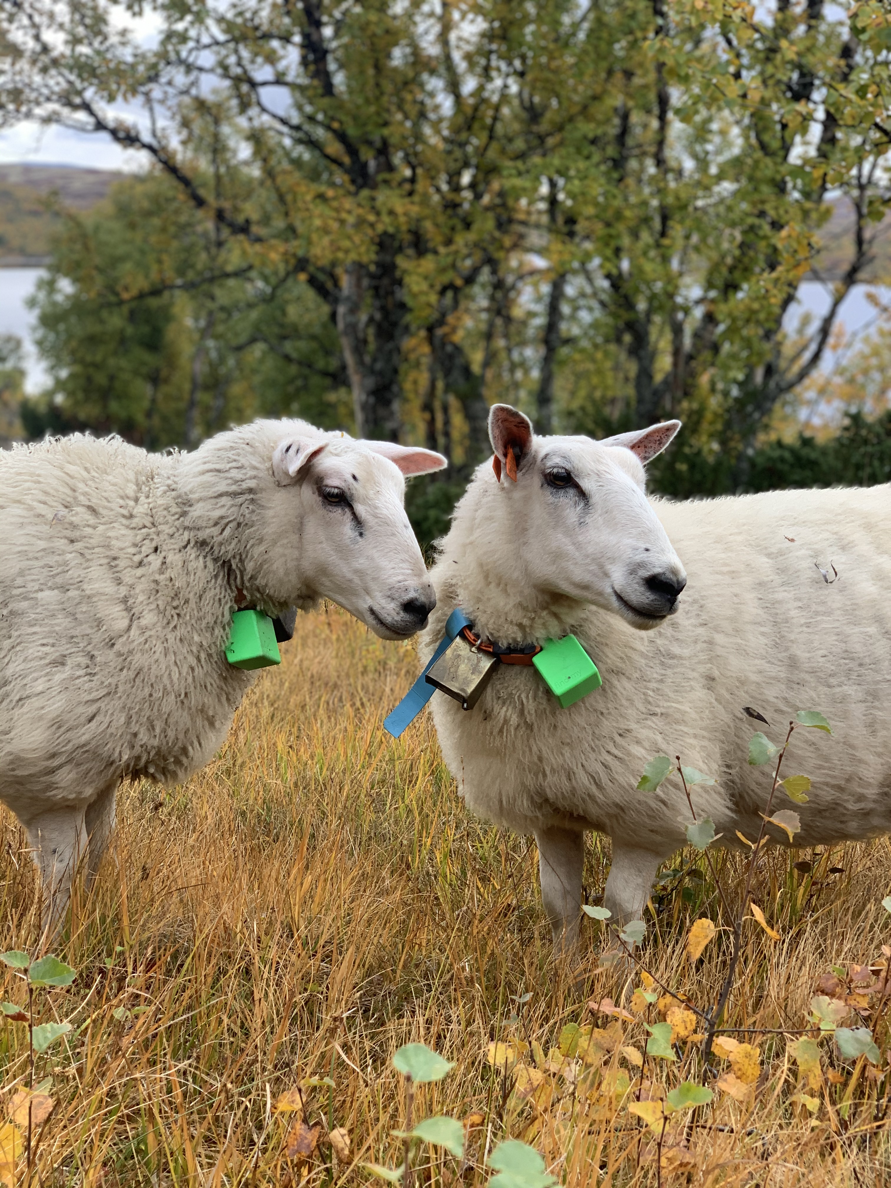 Tracking, insights and protection of livestock – all in one place